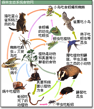 逃不掉的食物链