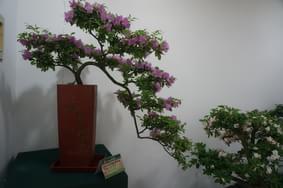 室内名品杜鹃盆景展