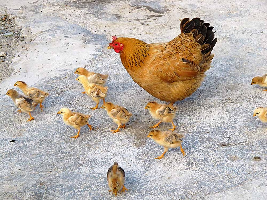 母鸡带小鸡到处觅食