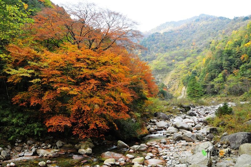 红叶最佳时间:十月中下旬十一月上旬 四川广元青川唐家河,此行