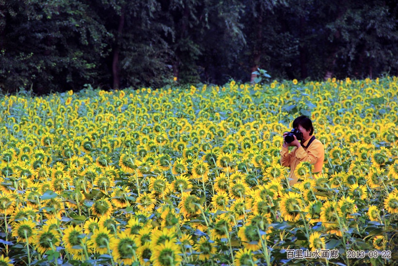 种花养花_种花的收入怎么样(2)