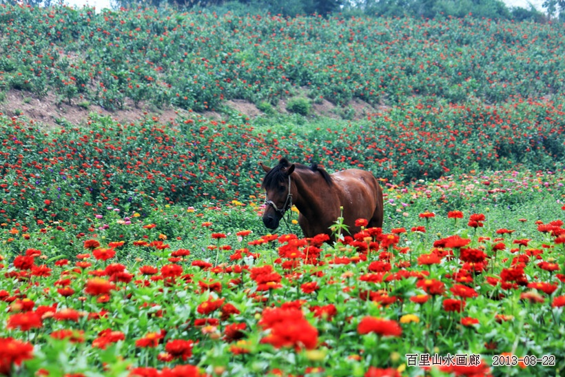 种花养花_种花的收入怎么样(2)