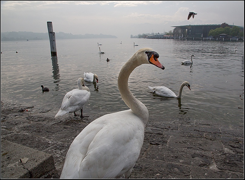 欧洲游之五,旅游胜地卢塞恩