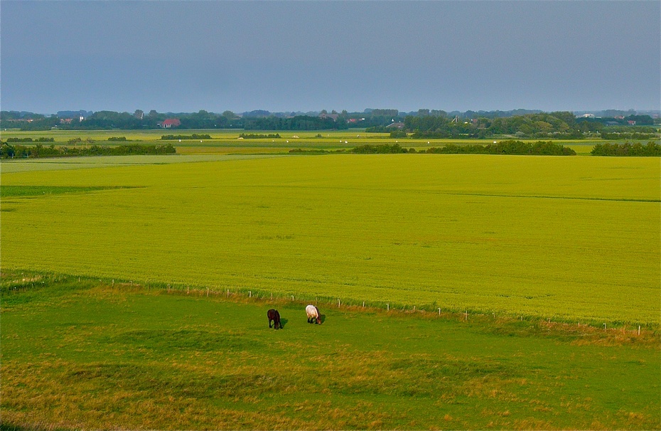 荷兰泽兰地区田园牧歌zeeland