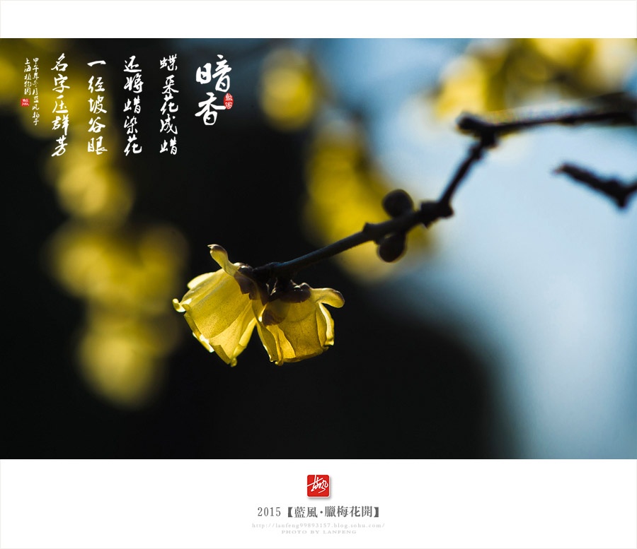 【上海】腊梅花开 - 蓝风 - 蓝风的图像家园 【上海】腊梅花开 - 蓝风 - 蓝风的图像家园