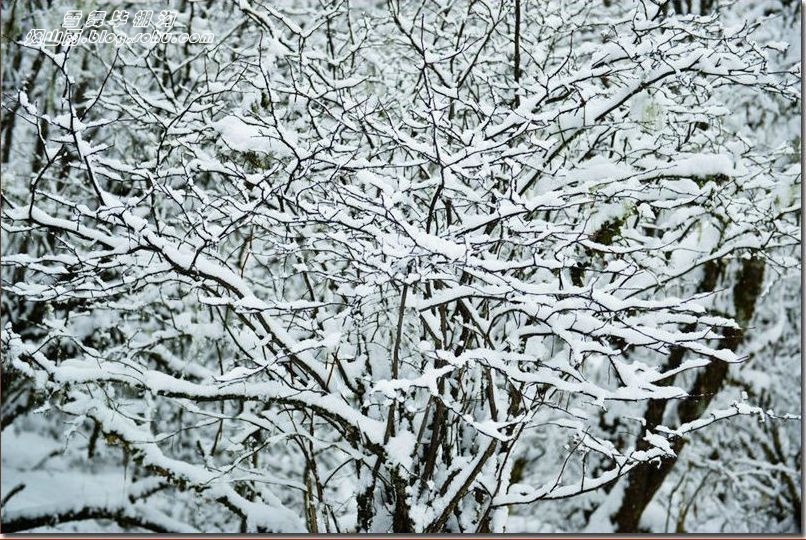 【毕棚沟之行】-银装素裹,分外妖娆