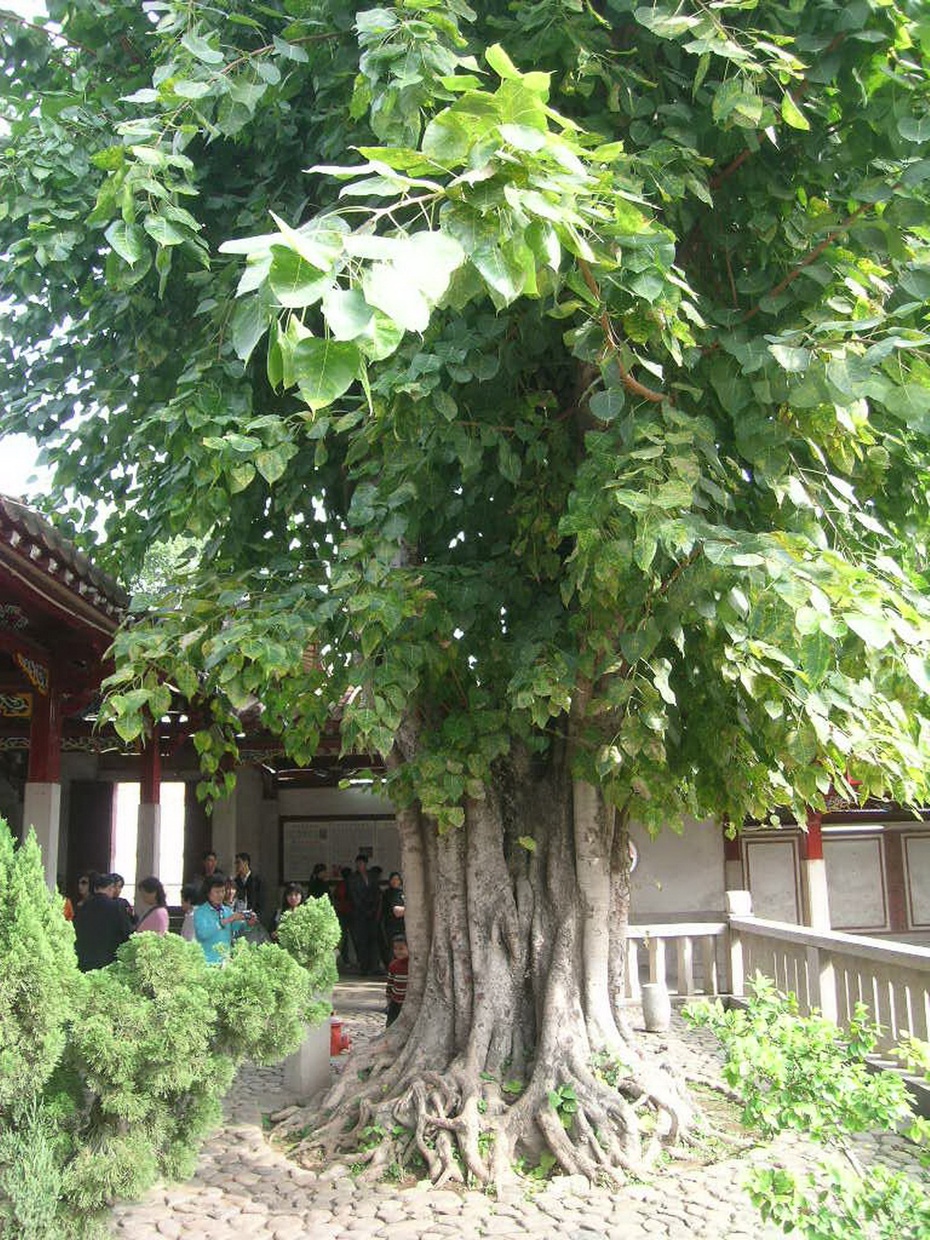 菩提树