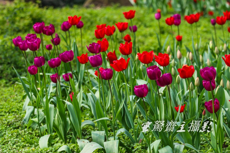 【巴渝美景】元宵节,去重庆花卉园看郁金香吧