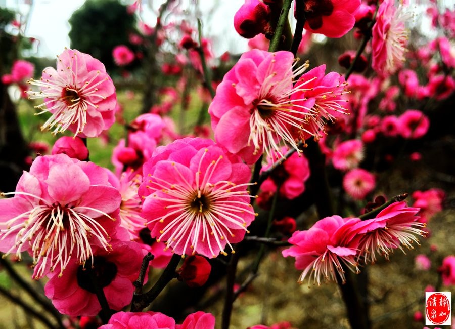 江南无所有,聊赠一枝春。