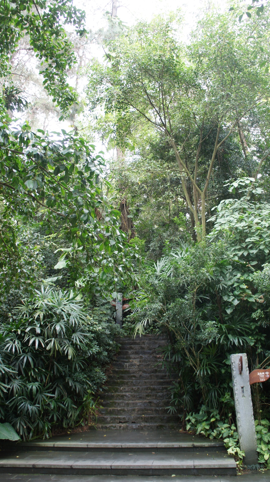 南宁青秀山:雨林大观