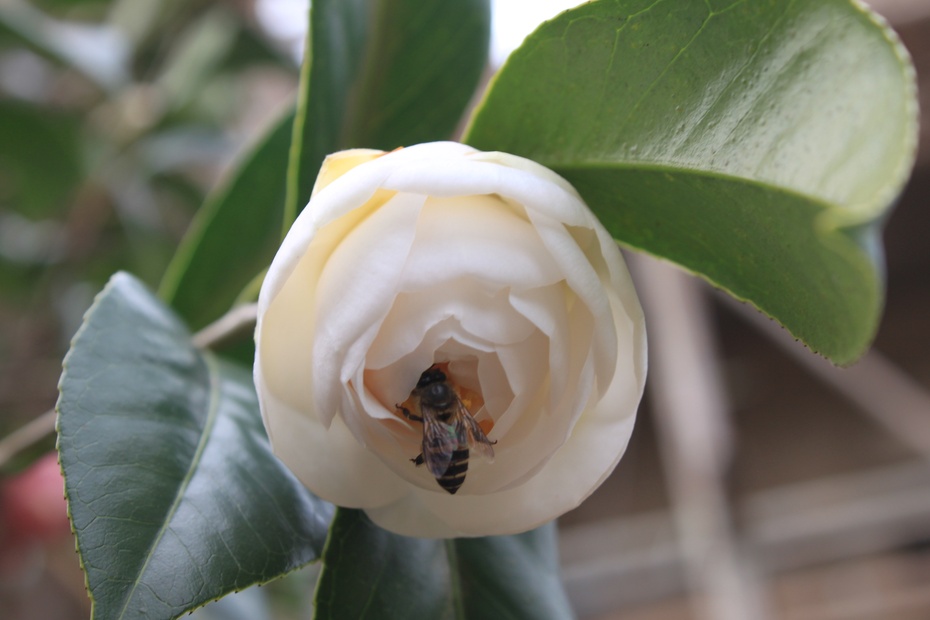 百变花王五色茶花2