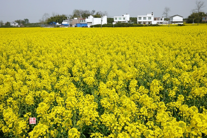 成都(金堂)国际油菜花节一游.