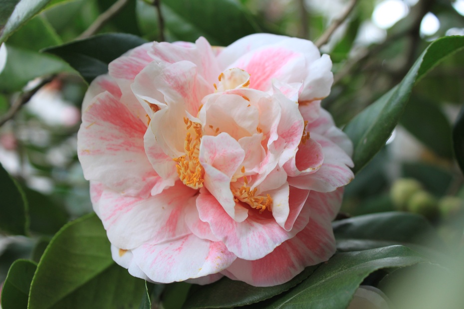 百变花王五色茶花1