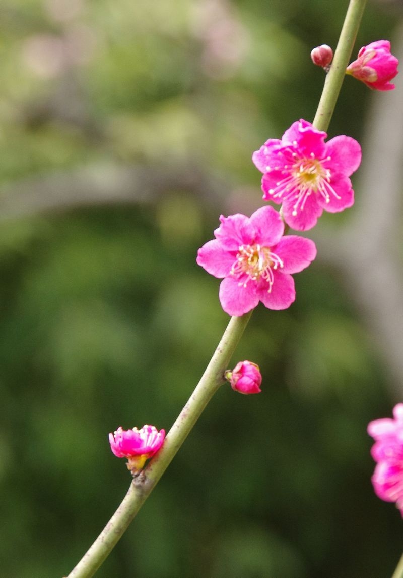 漂亮的梅花-红梅花儿开