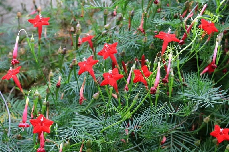 茑萝       别名:密萝松,五角星花,狮子草.