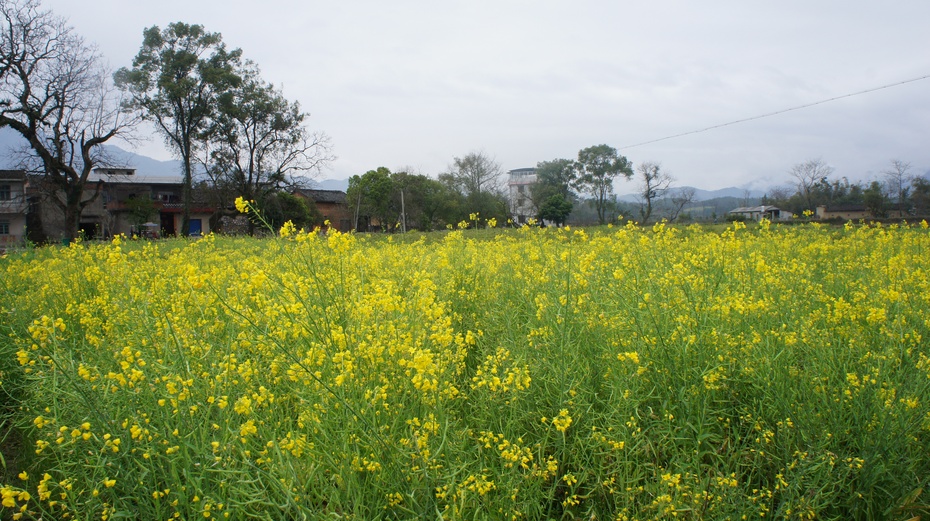 中国历史文化名村：桂林江头洲村