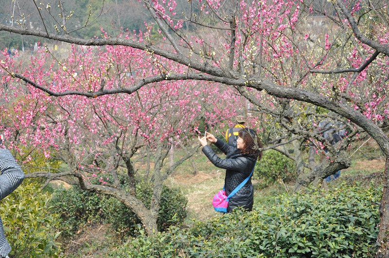 春到梅花山 梅开正艳时 - 菊香的博客 - 菊香的博客 春到梅花山 梅开正艳时 - 菊香的博客 - 菊香的博客