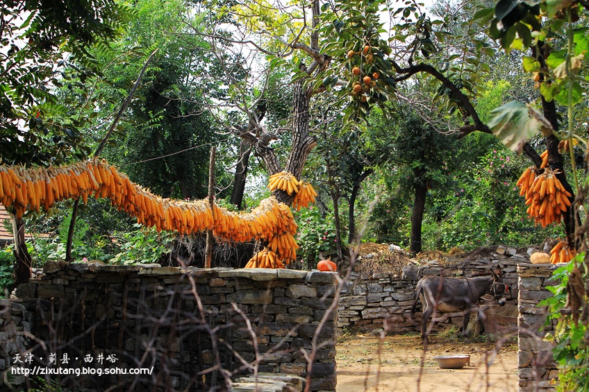 【津城漫游】牵牛花蔓生的西井峪