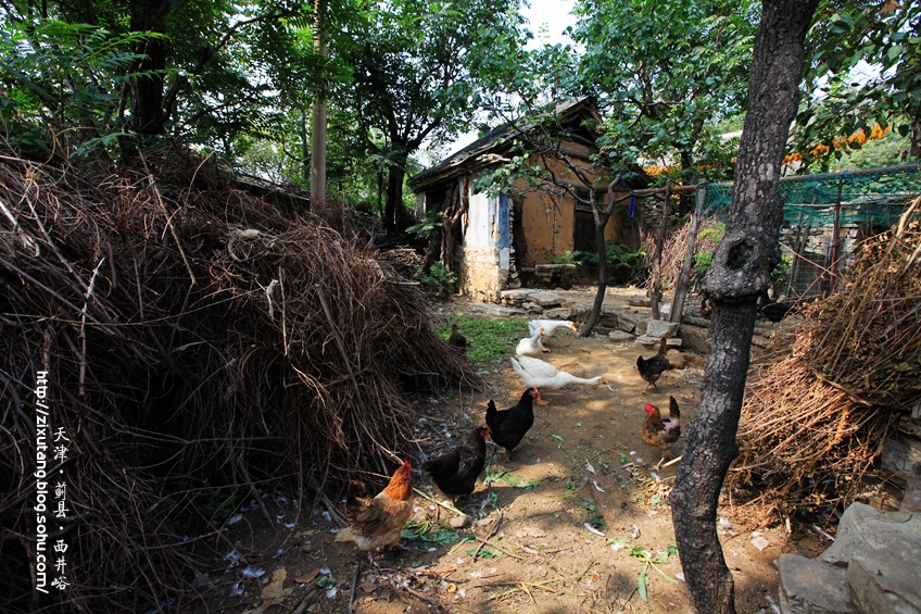 【津城漫游】牵牛花蔓生的西井峪