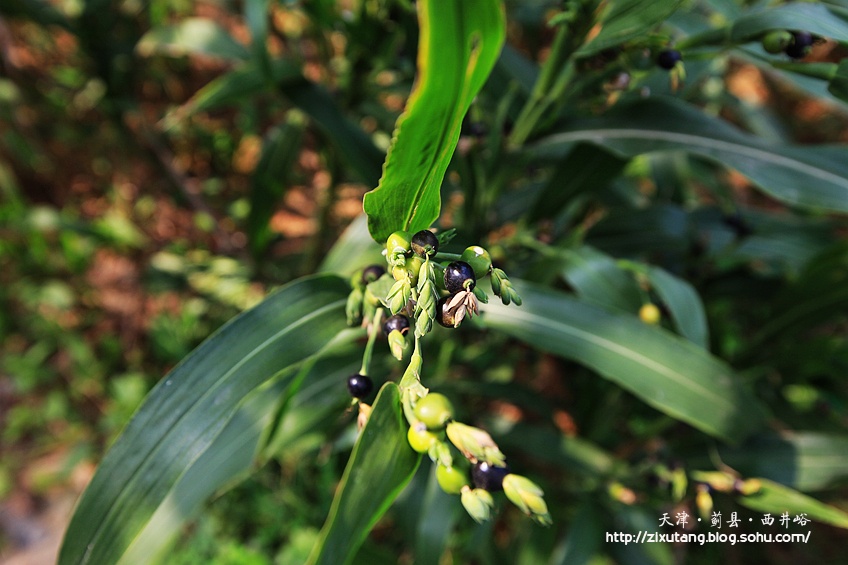 【津城漫游】牵牛花蔓生的西井峪