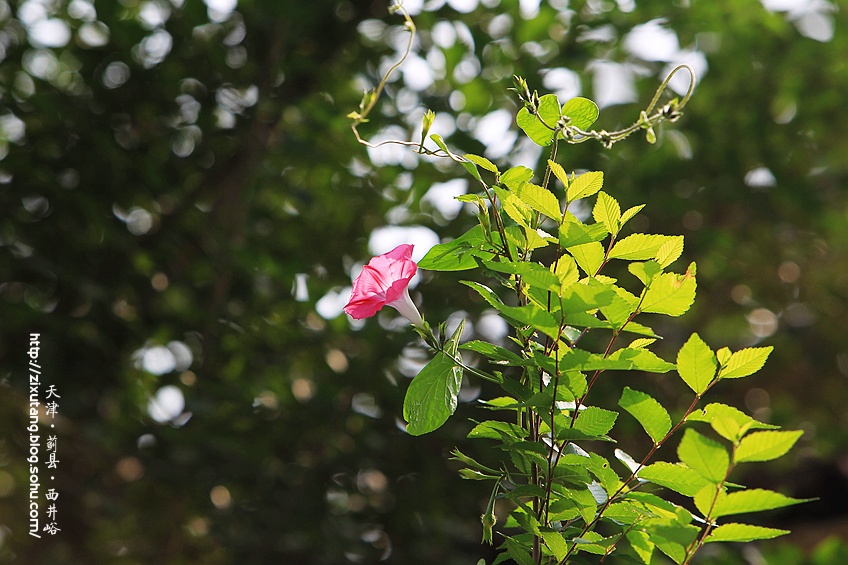 【津城漫游】牵牛花蔓生的西井峪