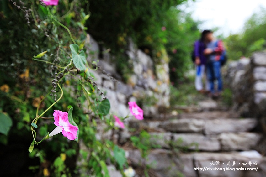 【津城漫游】牵牛花蔓生的西井峪
