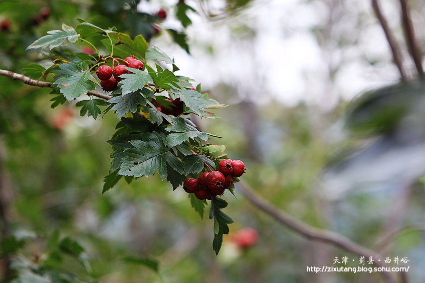 津城漫游 牵牛花蔓生的西井峪