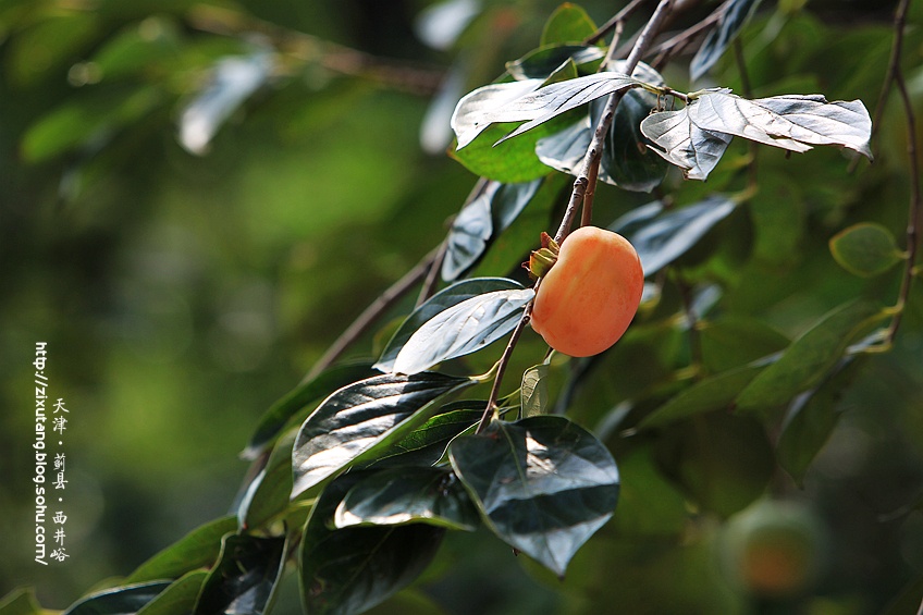 津城漫游 牵牛花蔓生的西井峪