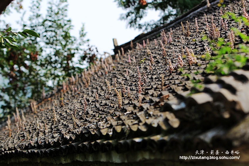 【津城漫游】牵牛花蔓生的西井峪