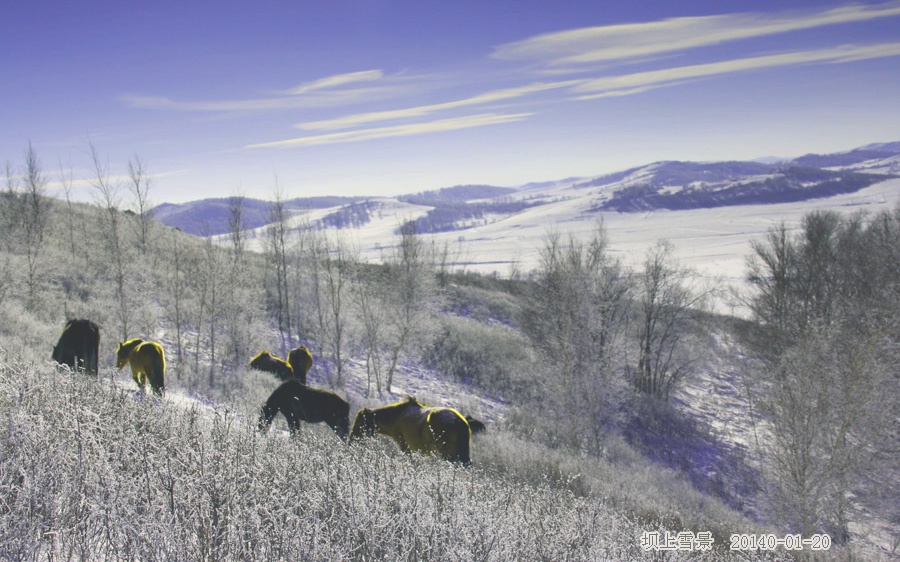 到乌兰布统坝上草原拍雪景 - H哥 - H哥的博客 到乌兰布统坝上草原拍雪景 - H哥 - H哥的博客