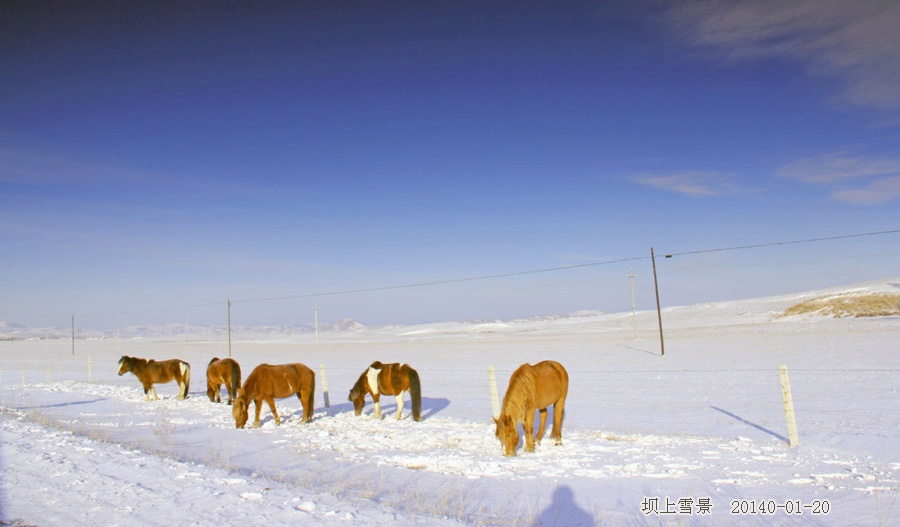 到乌兰布统坝上草原拍雪景 - H哥 - H哥的博客 到乌兰布统坝上草原拍雪景 - H哥 - H哥的博客