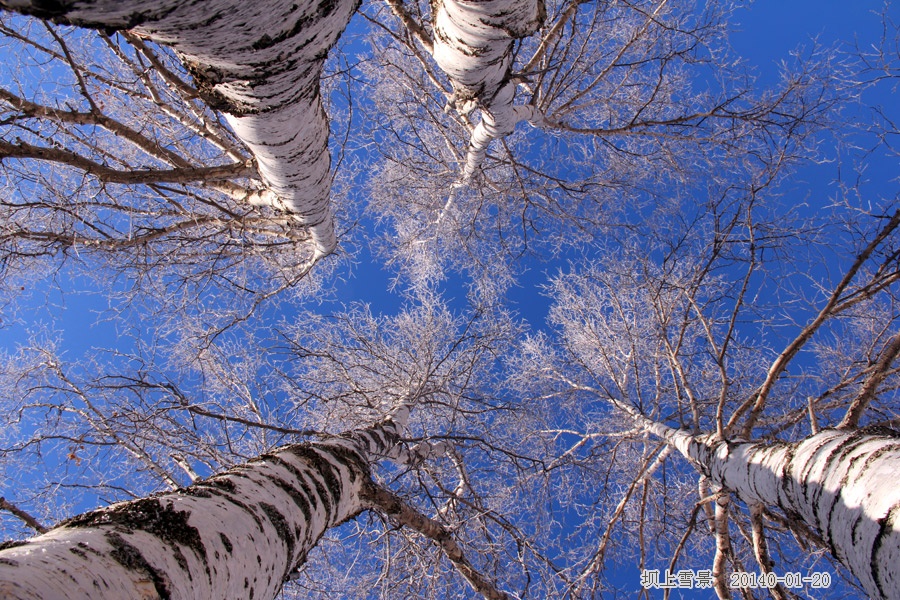 到乌兰布统坝上草原拍雪景 - H哥 - H哥的博客 到乌兰布统坝上草原拍雪景 - H哥 - H哥的博客