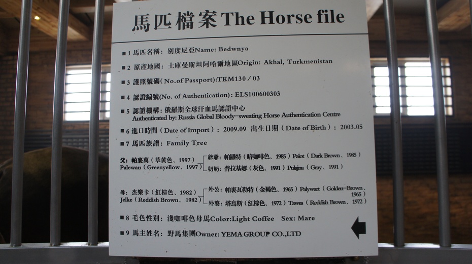 实拍世界上最贵的马：汗血马 - 余昌国 - 我的博客