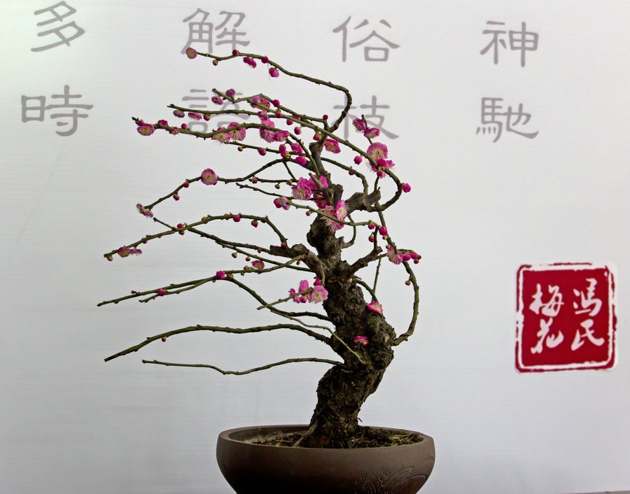    北京植物园盆景园的梅花展开幕了.