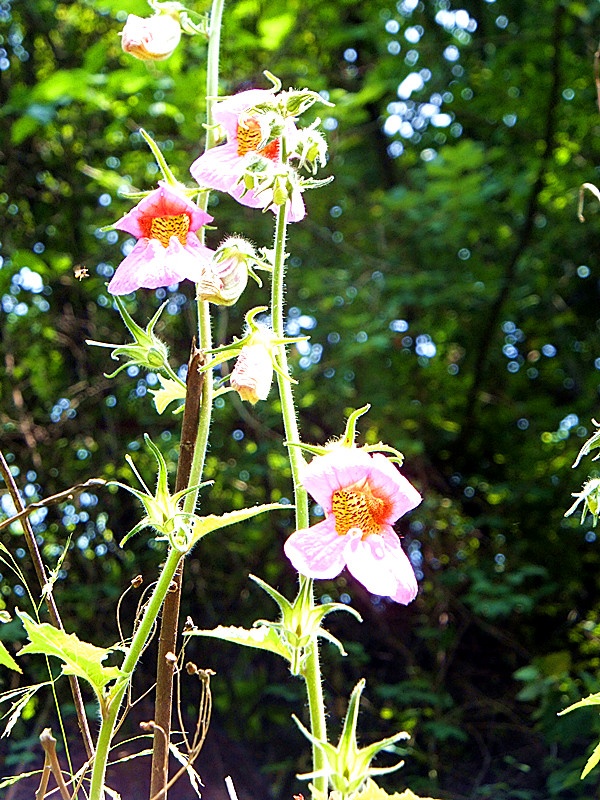 【近郊展示游】:山里的孩子心爱山