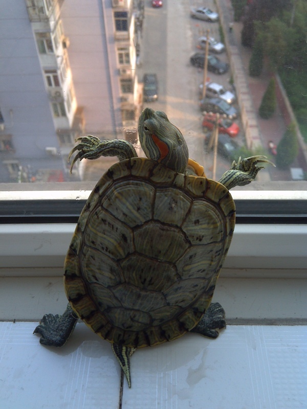 乌龟的尾巴也是判别性别的依据,雄性尾巴细而长,雌性反之.