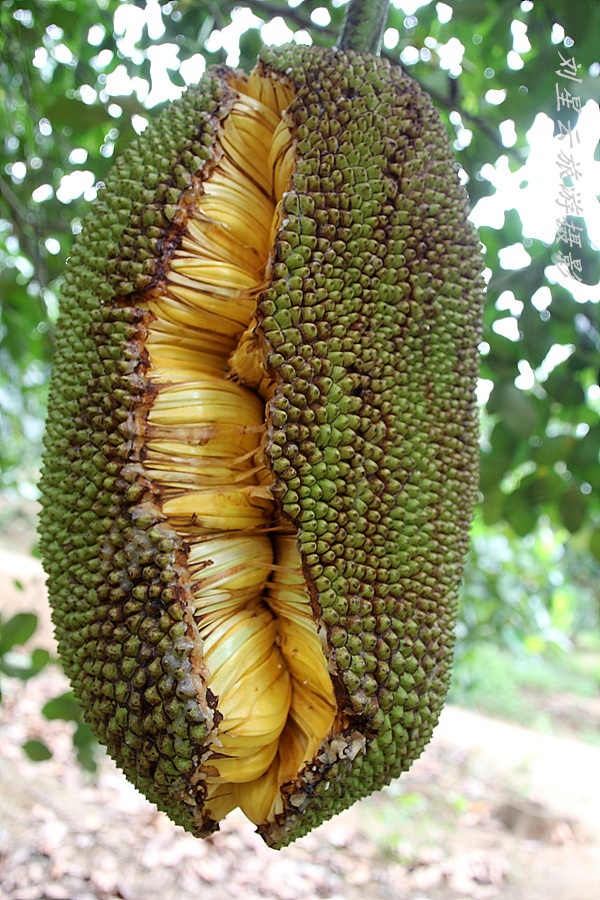 世界上最重最大的水果海南菠萝蜜实拍