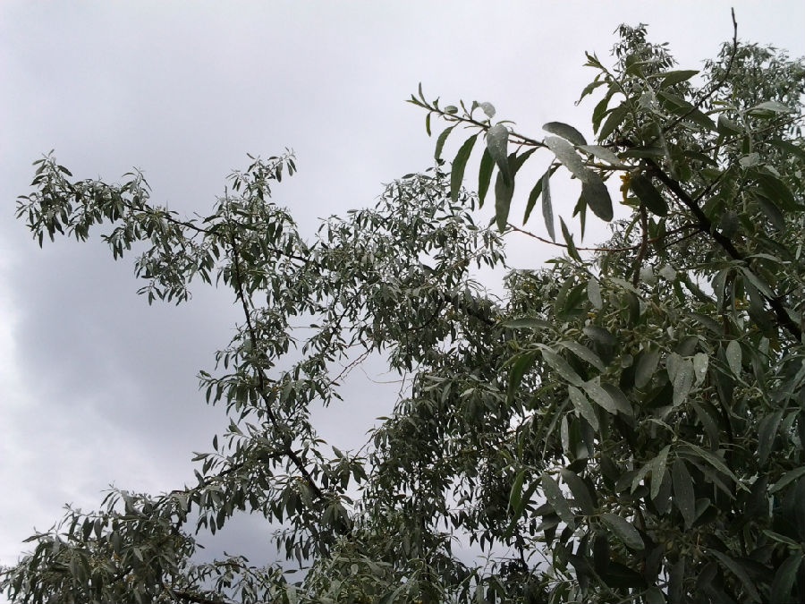 仲夏是几月_仲夏是农历几月_仲夏是指农历几