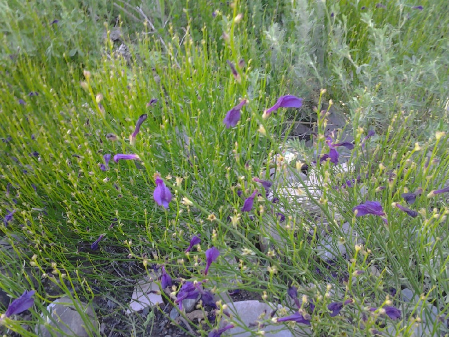 仲夏是几月_仲夏是农历几月_仲夏是指农历几