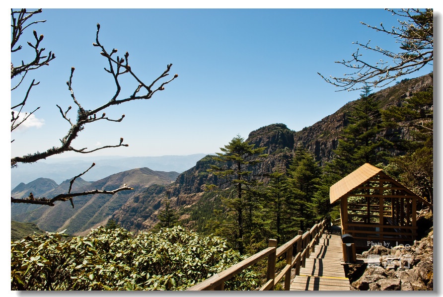 春游轿子山 杜鹃花似海