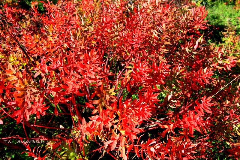 川滇臧之行----怒放的狼毒花 - H哥 - H哥的博客 川滇臧之行----怒放的狼毒花 - H哥 - H哥的博客