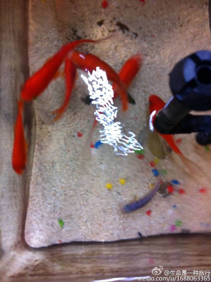 慈鲷 VS 金鱼群 2015年5月31日_SUNSHINE