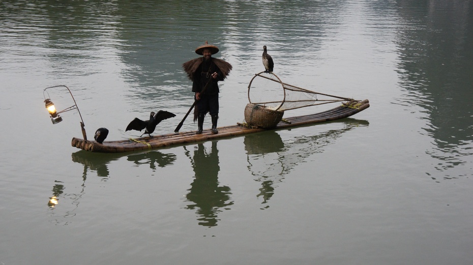 漓江渔火——鱼鹰捕鱼