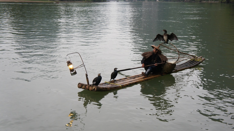 漓江渔火——鱼鹰捕鱼