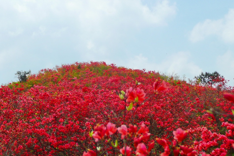 万亩杜鹃映山红