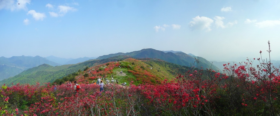 万亩杜鹃映山红