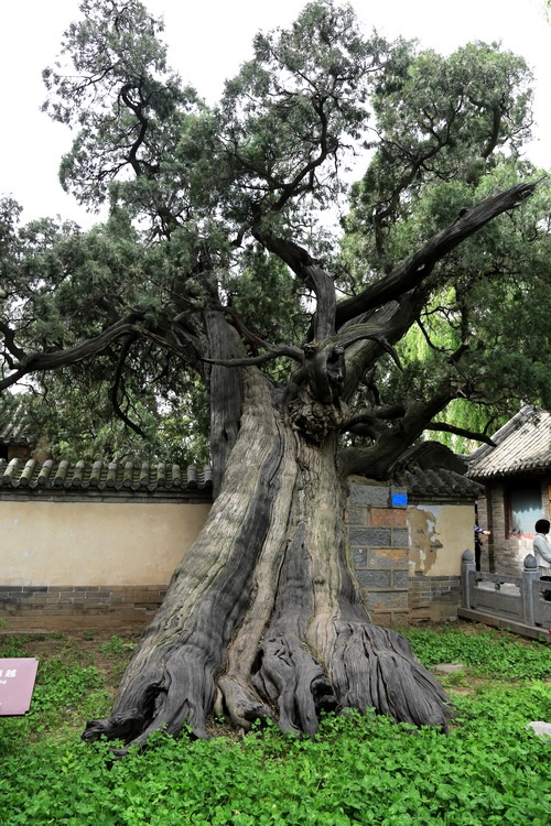     将军柏       河南省登封市嵩阳书院