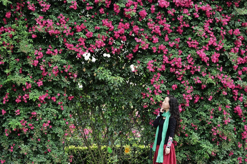 补写博文:【住在成都】御香玫瑰园