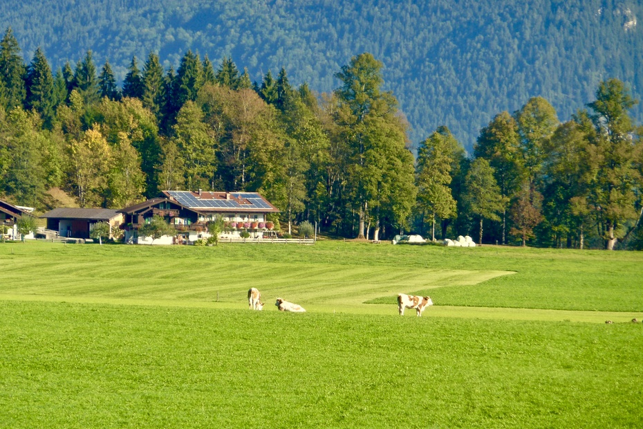 德国阿尔卑斯山原野天然牧场schoenauweideland