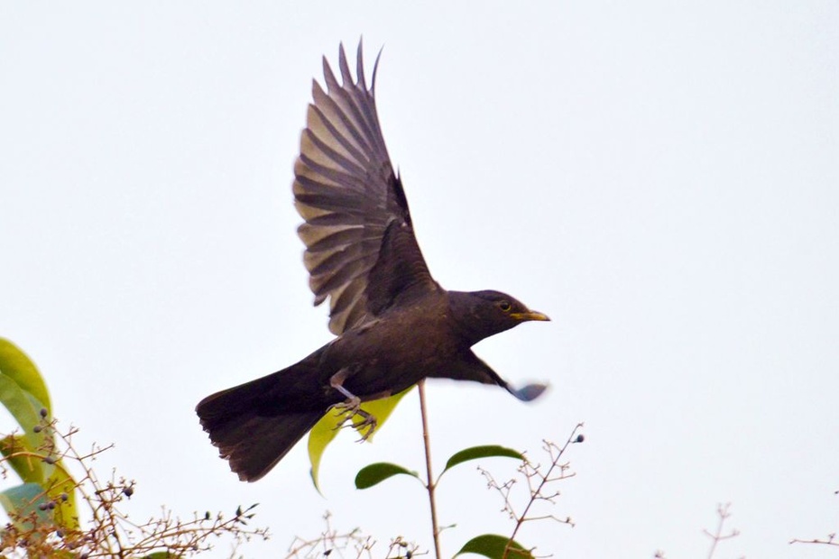 摄影习作(2015—24)拍摄的百舌鸟